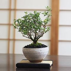 ニレケヤキ盆栽】樹齢約10年｜丸い樹形・新緑美｜小品盆栽・黒釉丸鉢