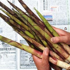 予約　天然山菜・根曲がり竹１ｋｇ(大小バラ詰め)長野県志賀高原産