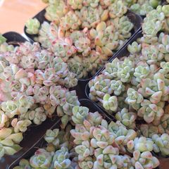 ☆キャラメルスプライト☆　２ポットセット　多肉植物