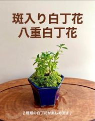 【限定】斑入り白丁花と八重白丁花のミニ盆栽　瀬戸焼の鉢　藍色系 小品盆栽