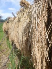 明治時代のお米！　神力（玄米）　5ｋｇ　天日干し・自然栽培　　令和5年度産　新米