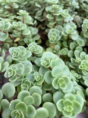 多肉植物 パープルヘイズ カット苗 25カット　多頭、微根も入ります！ セダム カット苗10本：パープルヘイズ セダム 多肉植物 - メルカリ