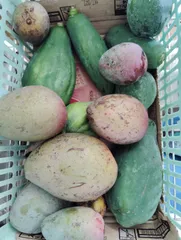 ハ*ー様 沖縄県産 摘果マンゴー 青マンゴー 20kg オークション3