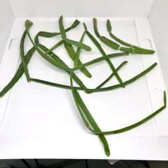 リプサリス キルベルギー カット挿し穂苗 大小7本