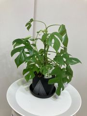 ヒメモンステラ　陶器鉢植え　観葉植物　インテリア　グリーン