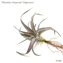 チランジア チアペンシス ギガンテスコ (エアープランツ ティランジア chiapensis gigantesco)