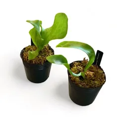 T*迎様 マウントルイス×ビフルカツム　子株大量 楽天市場】(現品) ビカクシダ (ビフルカツム × マウントルイス