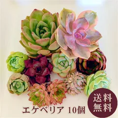 多肉福袋　エケベリア【韓国苗】 １０個セット