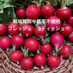 栽培期間中農薬不使用　フレッシュ　ラディッシュ