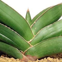 サンスベリア カナリキュラータ sansevieria canaliculata - メルカリ