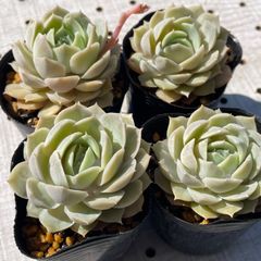 オウンスロー　多肉植物　エケベリア　1苗