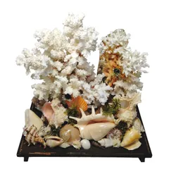 2026年最新】白珊瑚置物の人気アイテム - メルカリ