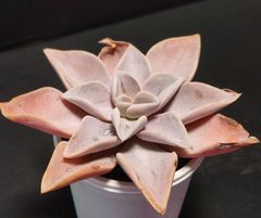 エケベリア 原種 ストリクチフローラ ブスタマンテ 傷みあり その5 strictiflora. Bustamante ケーレス実生苗  月曜or火曜日発送