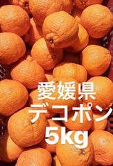 愛媛県　デコポン　柑橘　5kg