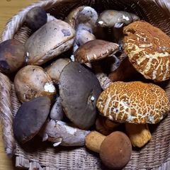 天然きのこ67　ヤマドリタケモドキ、ムラサキヤマドリ、アカヤマドリ1kg