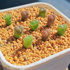 稀少 コンゴ大結晶 アメジストクラスター 2.5Kg天然石 玄関開運 置物