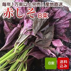赤しそ 葉 2kg 250g×8束 梅干し用 赤紫蘇ジュース用 福岡県芦屋産