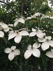 白覆輪 ヤマボウシ 希少 黄葉入りウルフアイ優美な姿 シンボルツリー宅急便