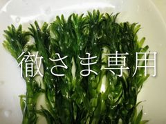 在来種のアナカリス 【クロモ】株ごと30本以上 阿蘇の湧水で育った日本
