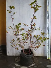 実成りナツハゼB（はなびらたけさま専用ページ）