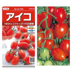 ミニトマト苗‼️アイコ4本