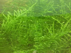 2026年最新】南米ジャイアントウィローモスの人気アイテム - メルカリ