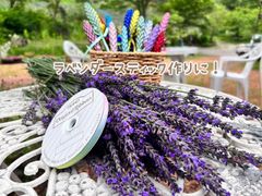 夢農場【期間限定】ラベンダースティック作りに！　ラベンダー100本、パステルレインボーリボン×1巻