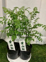 サンショウ（２potセット） 葉山椒 3寸ポット 苗
