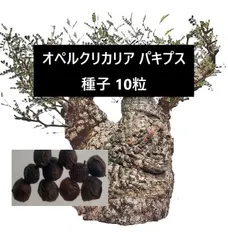 オペルクリカリア パキプス 種子 10粒のサムネイル