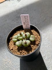 コノフィツム　オブコルデルム　多肉　多肉植物