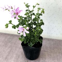 ハーブゼラニウム　レモン 　3.5号　自家栽培　希少品種　観葉植物　蚊連草