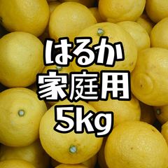 はるか　家庭用　5kg