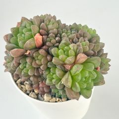 【多肉植物】ハオルチア・ウンブラティコラ群生　Haworthia umbraticola 大空竜 青玉簾