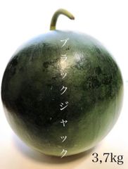 沖縄県産❣️ ブラックジャック　種無し❣️