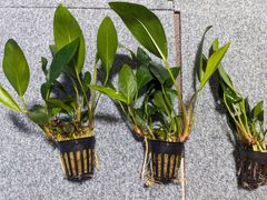 アヌビアス　コンゲンシス　1POT