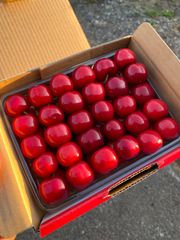 発送は23日から　桜桃慕庵　さくらんぼ　佐藤錦　プレミアム　500g