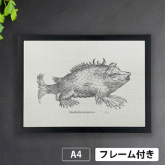 ウリッセ・アルドロヴァンディ（1522-1605）魚　モンスター　怪物誌より　A4 荒い麻布の風合い【フレーム付】《AS》