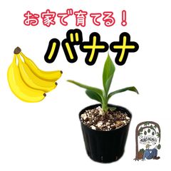 高級バナナ】沖縄☆島バナナの苗 5本 まとめ売り - アグリ・アガリー ...