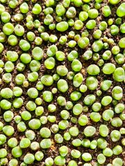 コノフィツム　フォエニセウム 20苗　ちび苗 メセン　抜き苗 多肉植物 メルカリ便