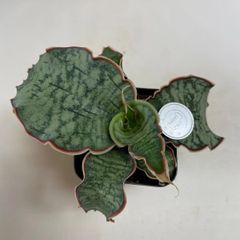 多肉植物　サンスベリア　キルキーシルバーブルー　抜き苗　根付き