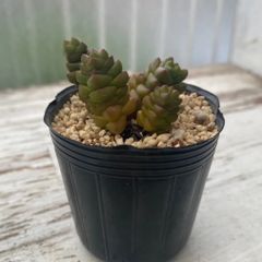 速達＊多肉植物 クラッスラ 寿限無 抜き苗