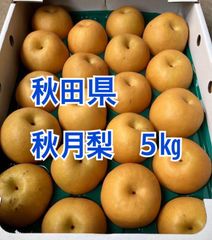秋田県　秋月梨　5㎏