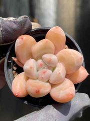 49株の抜き苗セット】五十鈴玉 多肉植物 ゆうパック発送 フェネ