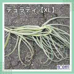 ☆XLサイズ 【デュラティ】チランジア Tillandsia エアプランツ エアープランツ
