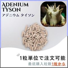 【種子】アデニウム タイソン  / セット割あり 数量1粒から購入OK