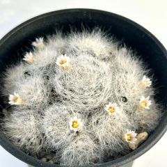 【多肉植物】サボテン・マミラリア　グラッシー　Mammillaria glassii