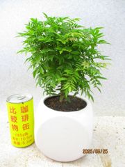 [讃岐屋緑兵衛] 小藤 (62284白釉正方鉢)全高：26㎝※宅配便発送