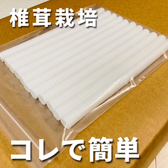 【限定品！】椎茸栽培 発泡スチロール栓 12~12.7mm 500個入