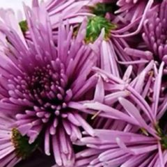 ワトソニア 球根 10個 ワトソニアの球根(ピンク)5球 ピンク色の花