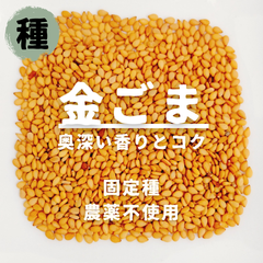 【種】金ごま　金胡麻　農薬不使用　200粒
